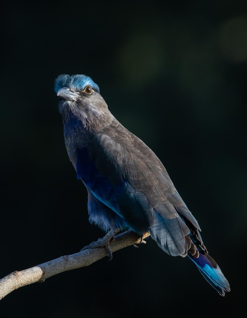 Indian Roller auf dem Ast Baum Tierportrait