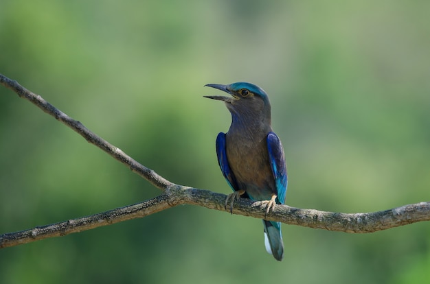 Indian Roller auf dem Ast