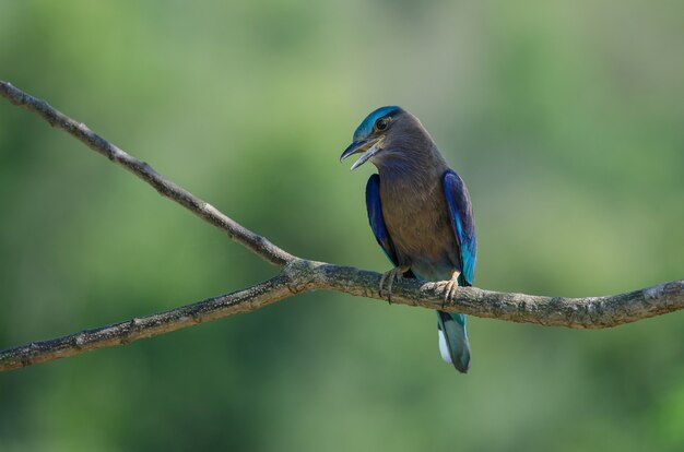 Indian Roller auf dem Ast