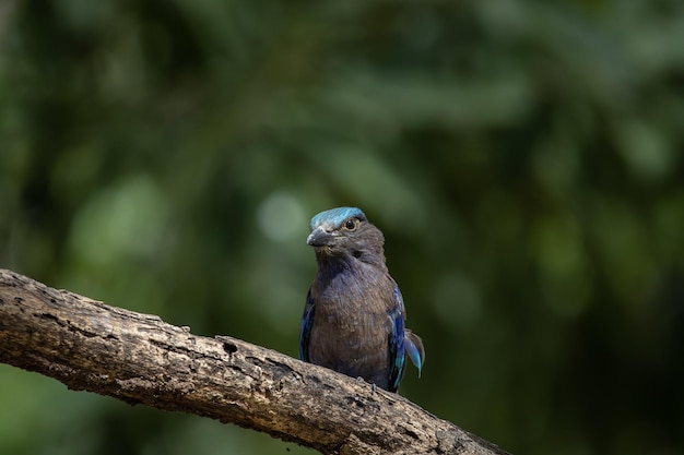 Indian roller em pé em uma árvore de galho seco