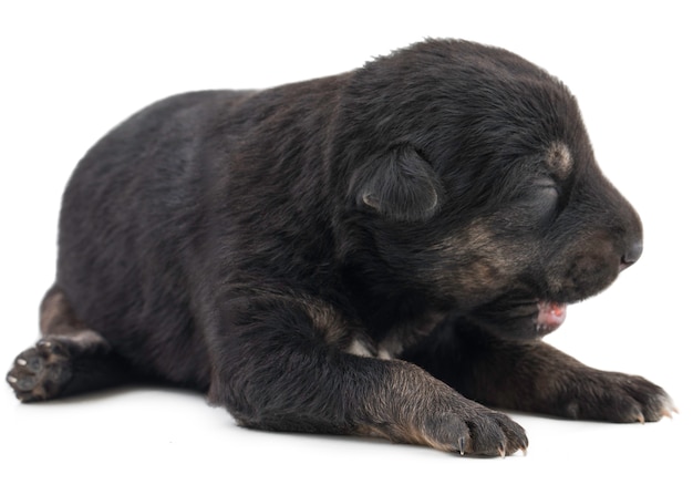 Indian Street Small Dog en el fondo blanco