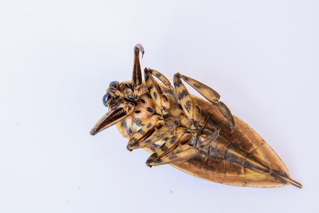 Indicus de Lethocerus en el fondo blanco, insecto de agua gigante en Tailandia.