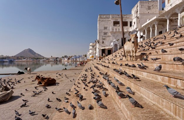 Indien, Rajasthan, Pushkar; Menschen, Kühe und Tauben am heiligen See