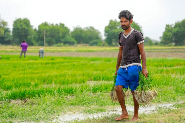 Indische Arbeit, die auf dem Reisgebiet arbeitet