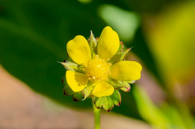 Indische erdbeergelbe Blume lateinischer Name Duchesnea indica Potentilla indica