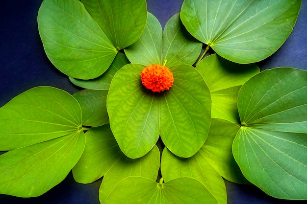 Foto indische festdussehra, grünes blatt