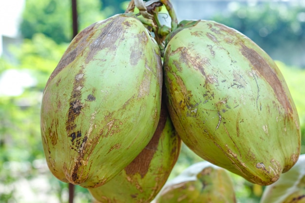 Indische grüne Kokosnussbündel oder -gruppe