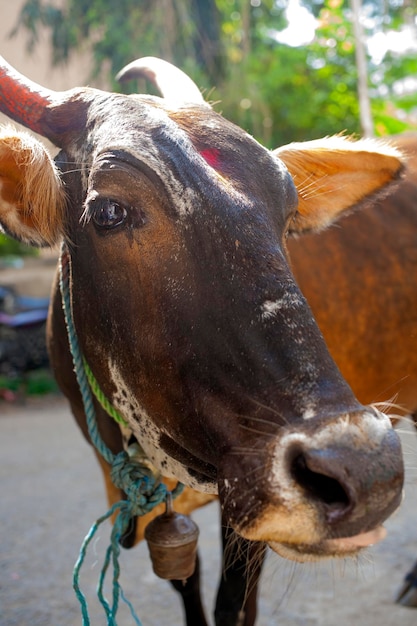 Indische heilige Kuhschnauze