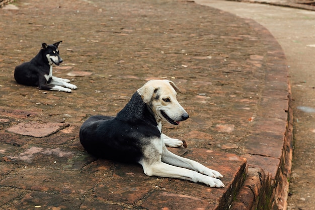 Indische Hunde, die auf Ziegelsteinboden nahe Mahabodhi-Tempel bei Bodh Gaya, Bihar, Indien sitzen.