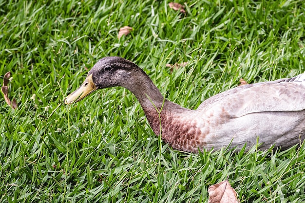 Foto indische läuferente oder haustierente anas platyrhynchos domesticus vogel ruht und in der sonne auf dem gras