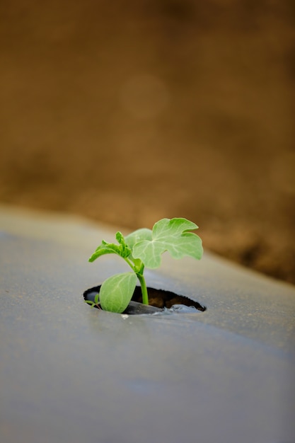 Indische moderne Wassermelonen-Anbautechniken