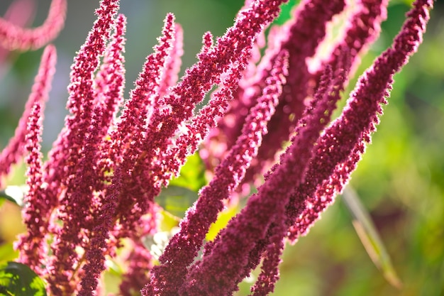 Indische rote Amaranth-Pflanze, die im Sommergarten wächst. Blattgemüse, Getreide und Zierpflanze, Quelle von Proteinen und Aminosäuren.