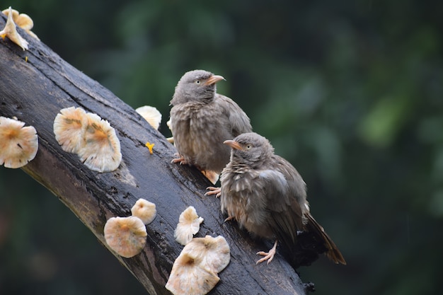 indische Schwätzervögel