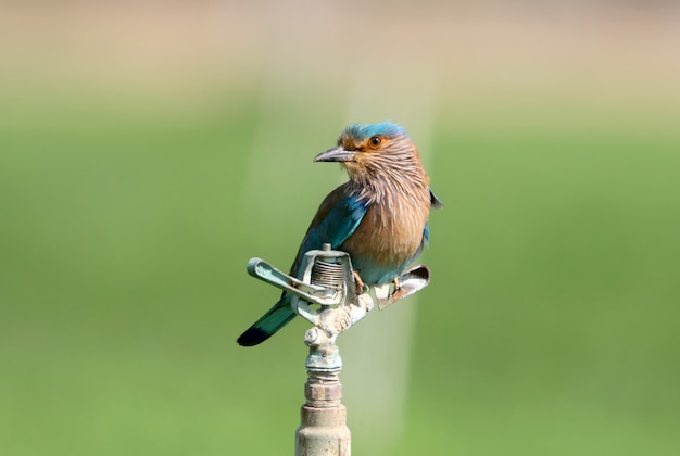 Indische Walze sitzt auf dem Gerät zur Bewässerung.