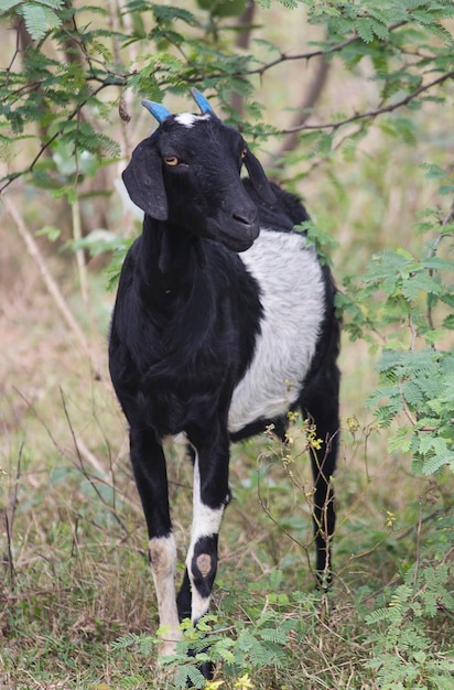 Indische Ziege, die nahe einem Busch steht