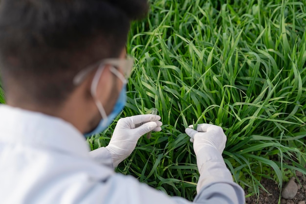 Indischer Agronom im Feld