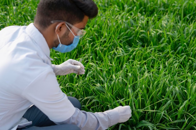 Indischer Agronom im Feld