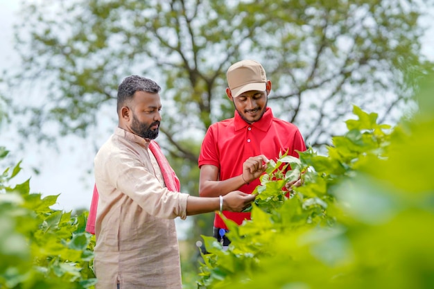 Indischer Agronom oder Offizier, der mit dem Landwirt auf dem grünen Baumwolllandwirtschaftsfeld diskutiert.