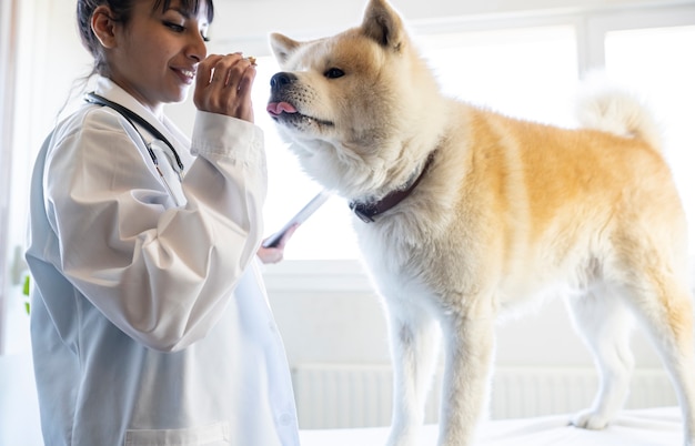 Indischer Arzt prämiert einen schönen und großen Hund