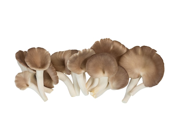 Indischer Austernpilz (Phoenix-Pilz oder Lungenauster) isoliert auf weißem Hintergrund.