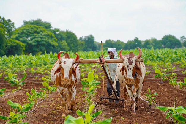 Indischer Bauer, der auf seiner Farm mit Stier arbeitet.