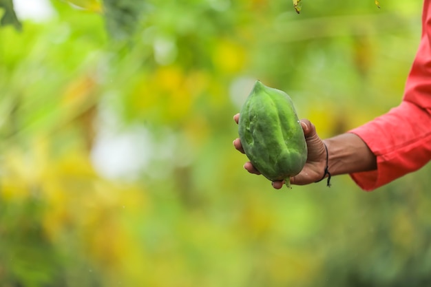 Indischer Bauer in traditioneller Tracht auf dem Papaya-Feld