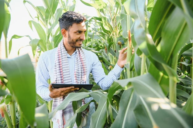 Indischer Bauer nutzt Tablet auf einem landwirtschaftlichen Feld. Ein Agronom inspiziert die Maisernte