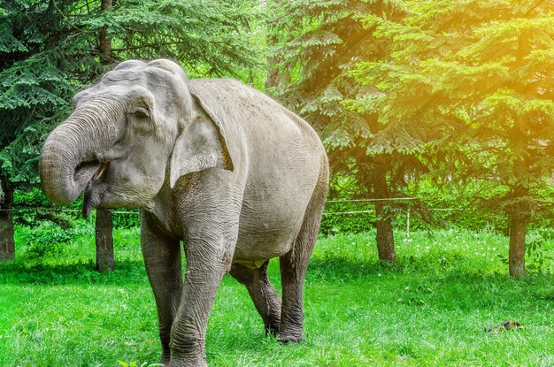 Indischer Elefant im Park auf einem Hintergrund von grünen Bäumen