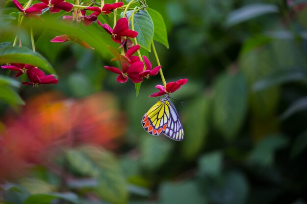 Indischer Jezebel-Schmetterling