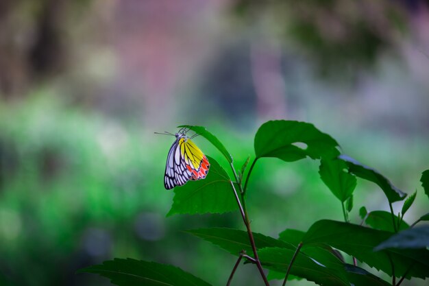 Indischer Jezebel-Schmetterling