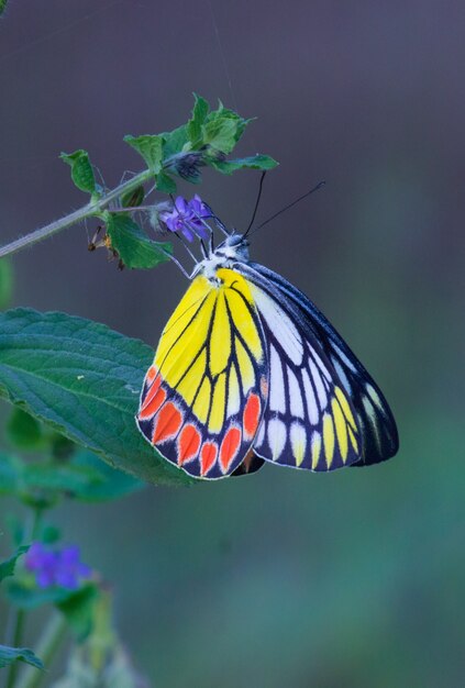 Indischer Jezebel-Schmetterling