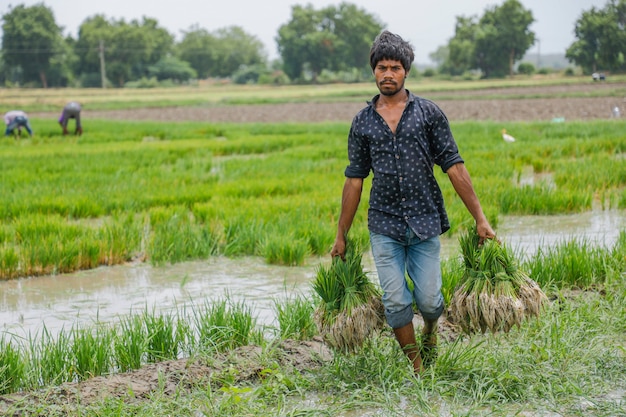 Indischer Landwirt, der auf dem Reisgebiet arbeitet