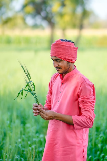 Indischer Landwirt, der Erntepflanze in der Hand am Weizenfeld hält