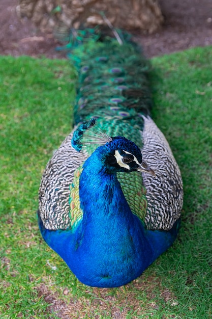 Indischer Pfau (Pavo cristatus)