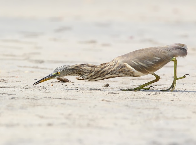 Indischer Teichreiher, der eine kleine Krabbe am Strand fängt.