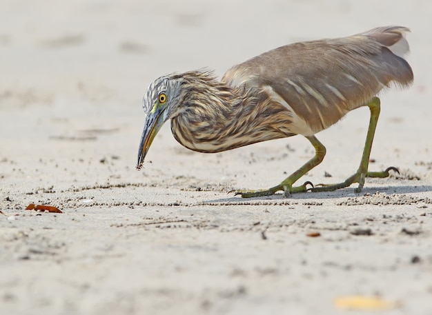 Indischer Teichreiher, der eine kleine Krabbe am Strand fängt.