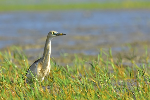 Indischer Teichreiher mit Natur