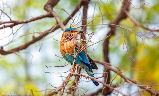 Indischer Walzenvogel auf einem Baum Indien