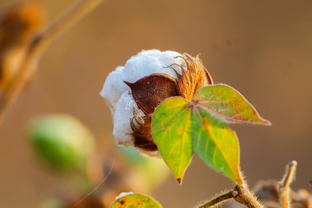 Indisches Baumwollfeld in der Wintersaison