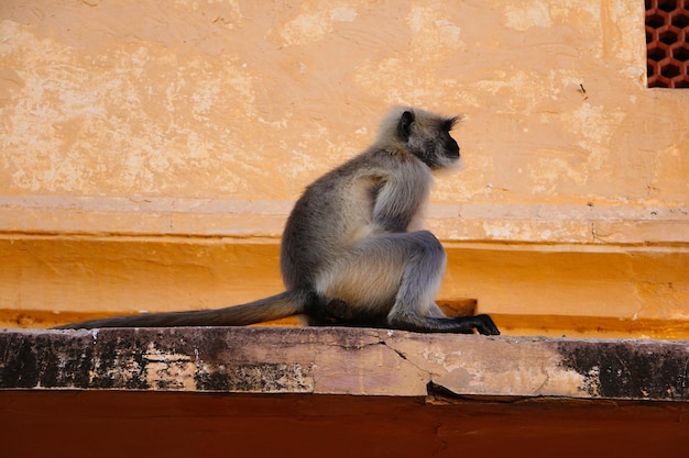 Indisches Langoor Jaipur Rajasthan Indien