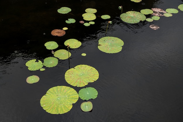 Foto indisches lotosblatt auf dem teich gefüllt, grüner natürlicher hintergrund.