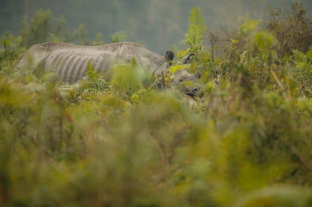 Indisches Nashorn in Asien Indisches Nashorn oder ein gehörntes Nashorn mit grünem Gras