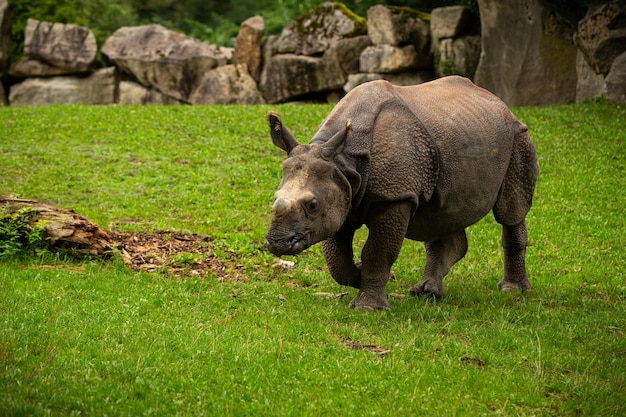 Indisches Nashorn in der wunderschönen, naturnahen Umgebung Ein gehörntes Nashorn Gefährdete Art Die größte Nashornart der Erde