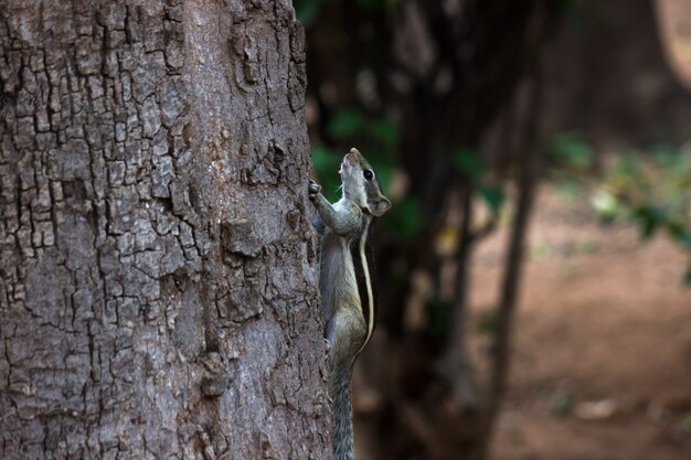 Indisches Palmhörnchen oder Nagetier oder auch als Streifenhörnchen bekannt, das fest auf dem Baumstamm steht