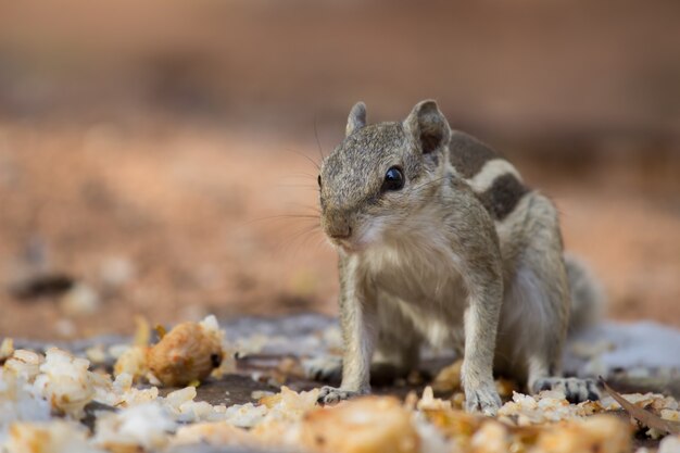 Indisches Palmhörnchen oder Nagetier oder auch als Streifenhörnchen bekannt, das fest auf dem Felsen steht