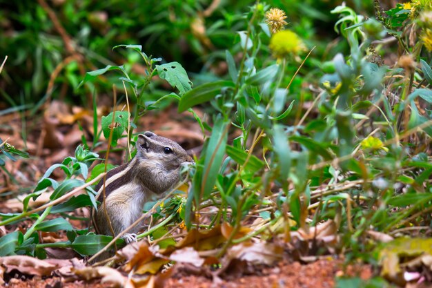 Indisches Palmhörnchen oder Nagetier oder auch bekannt als das Streifenhörnchen, das zwischen den Pflanzen auf dem Boden sitzt