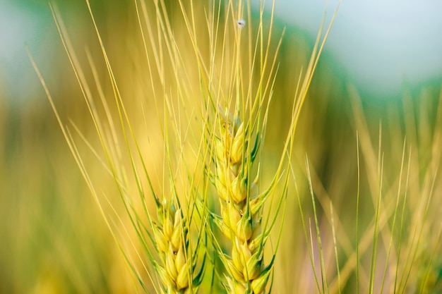 Indisches Weizenfeld, indische Landwirtschaft