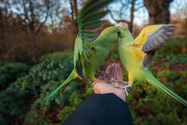 Indivíduo dando comida a periquitos verdes em um parque de Londres ao anoitecer