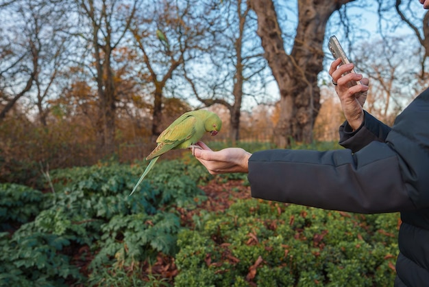 Indivíduo dando comida a um papagaio rosado em um parque de Londres no Natal