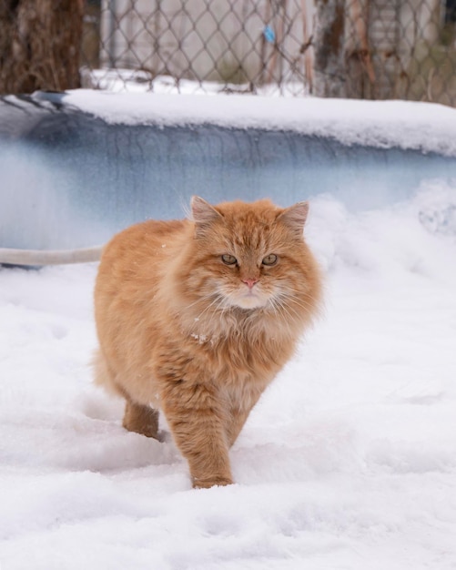 Indo grande gato vermelho em clima de inverno de neve